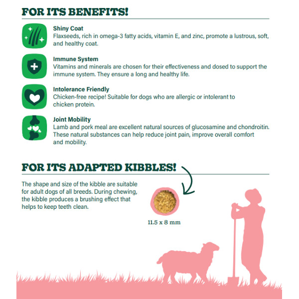  Dog Adult Lamb